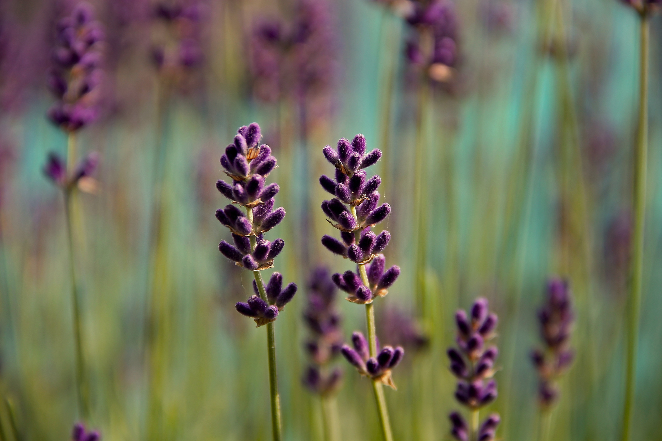 Lavender in Nature